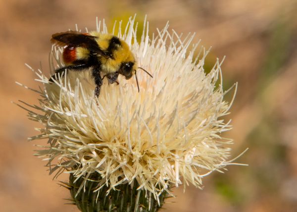 Bee bumbles about